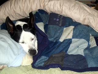 pixiesleep