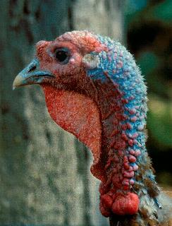 Real Turkey
