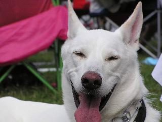 smiley dog