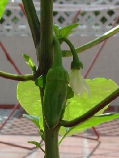 Fruto