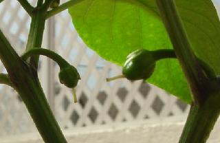 Masfrutos