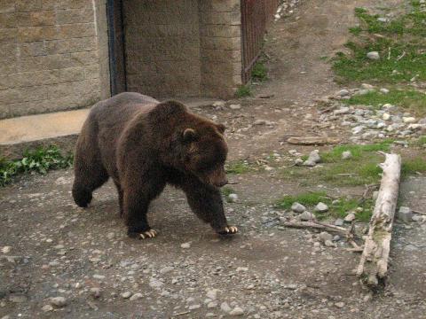 Fat Grizzly Bear