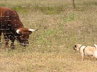 gus and cow