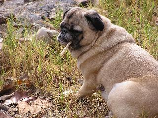 gus stick grass