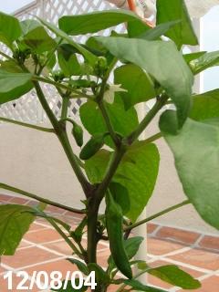 creciendo