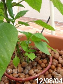 08Plantita