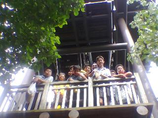 Tree Top