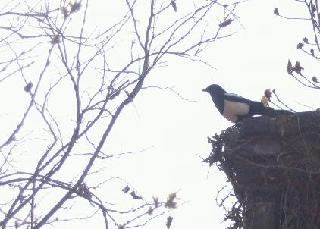 Bird.JPG