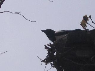 Bird2.JPG