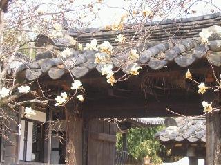 Flowers2.JPG