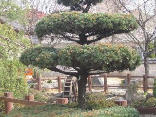 Tree.JPG