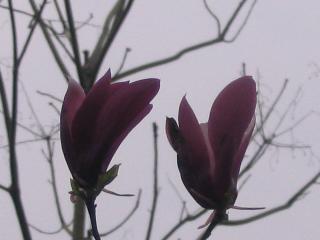 IMG_2055.JPG