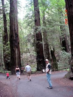 armstrongforest1.JPG