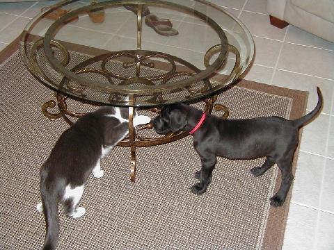 Axel and Desi