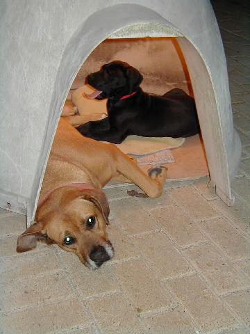 Puppy in Doghouse