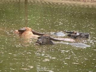21 Buffalo