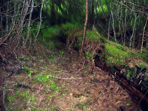 nurselogtrail.jpg
