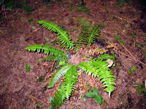 swordfern.jpg