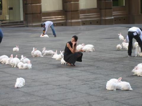 bunnies