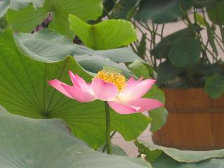 IMG_2420.JPG