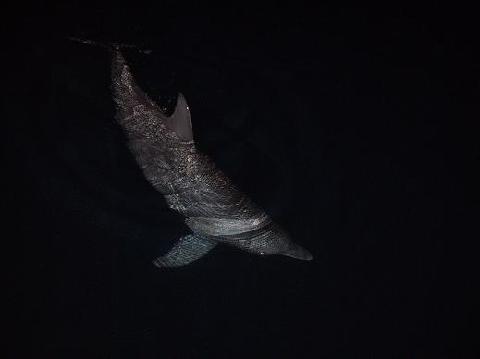dolphin