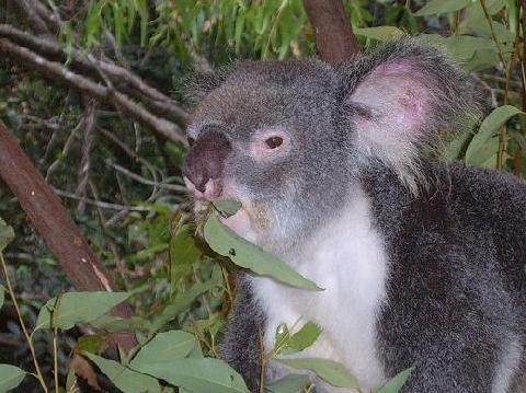 koalaeating