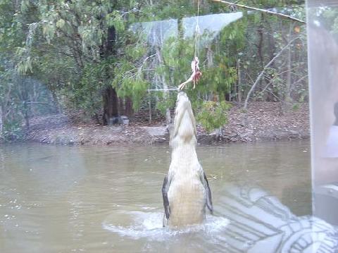 crocjumping