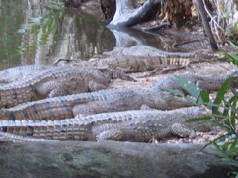 lotsofcrocs