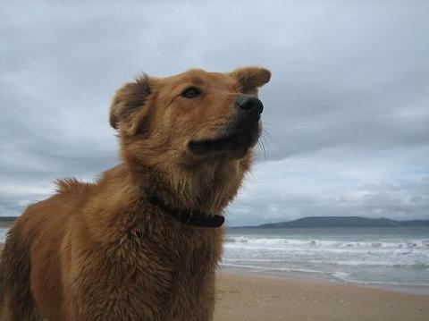 Sandy