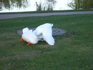 ducksex