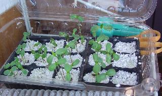 zinnias0