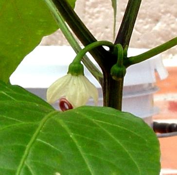 Primera flor